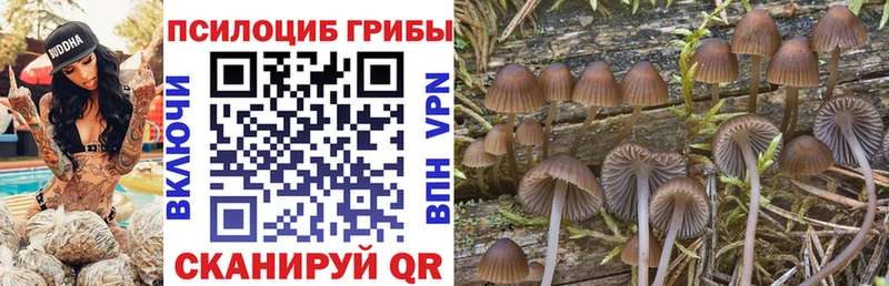 купить наркотик  Можайск  Псилоцибиновые грибы Psilocybe 